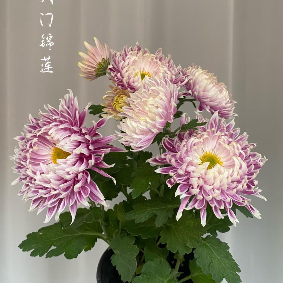 【天门锦莲】九月大菊菊花原盆原土田园花卉优质大花植物盆栽