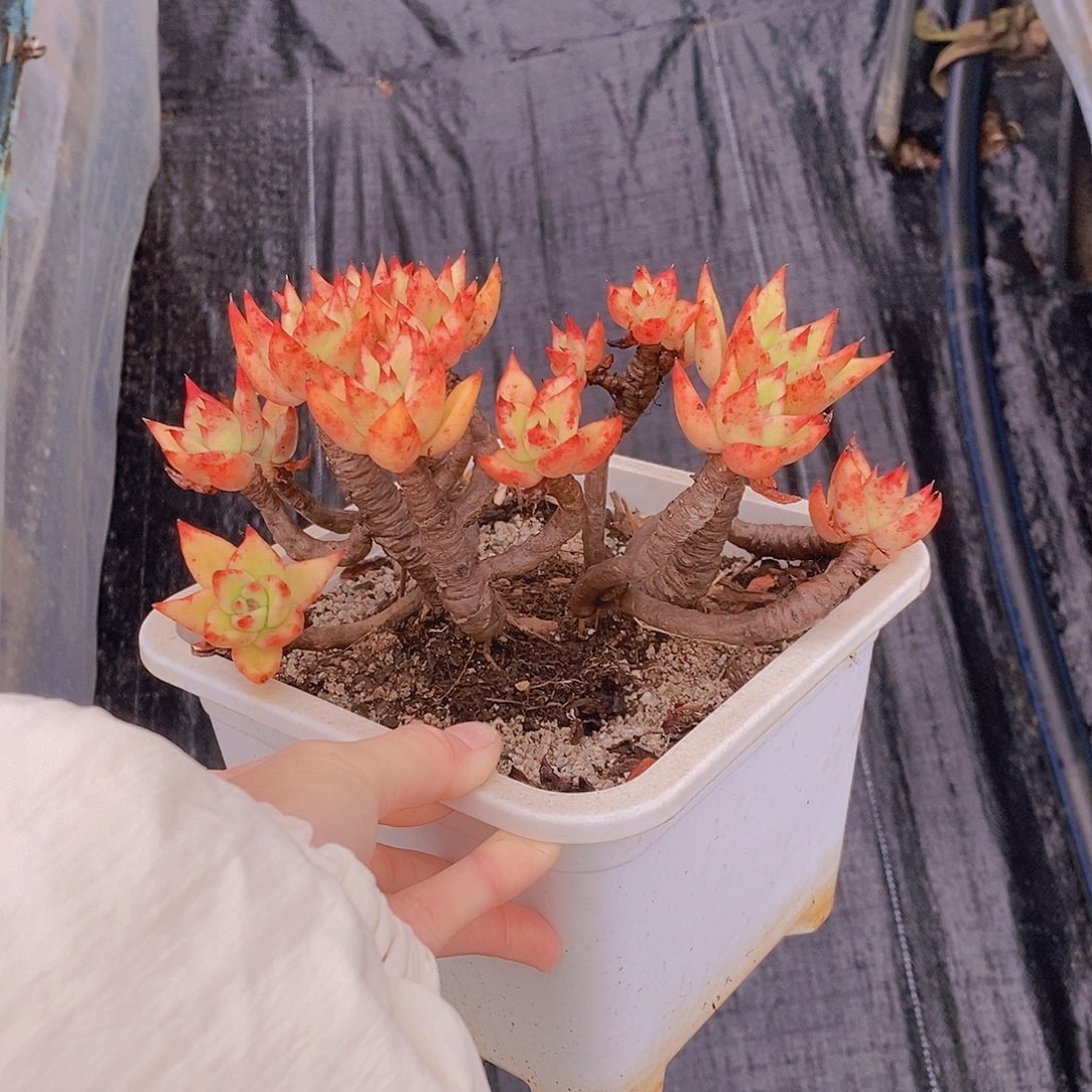 759多肉植物老桩