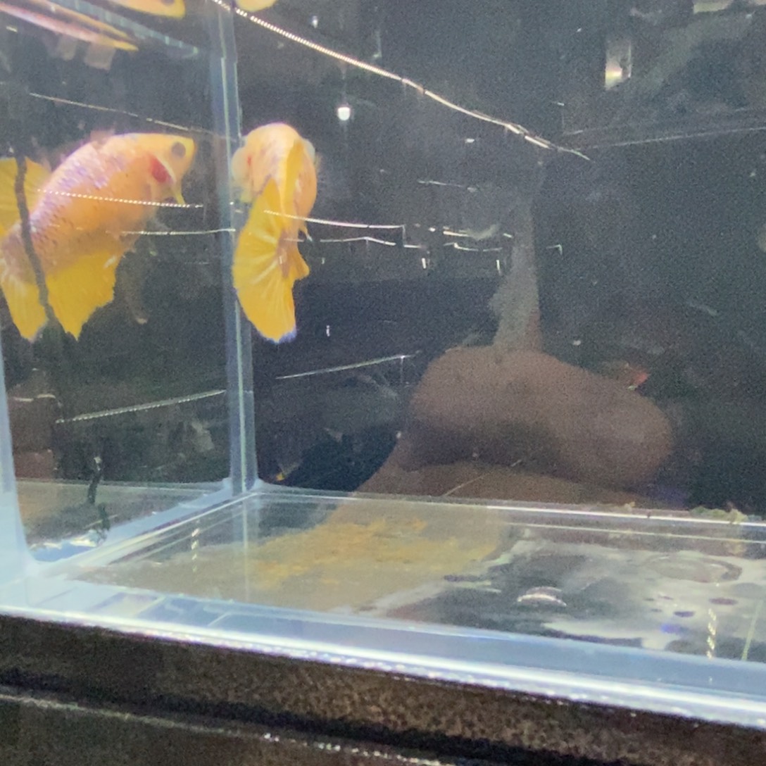 斗鱼包活不包损所见即所得055