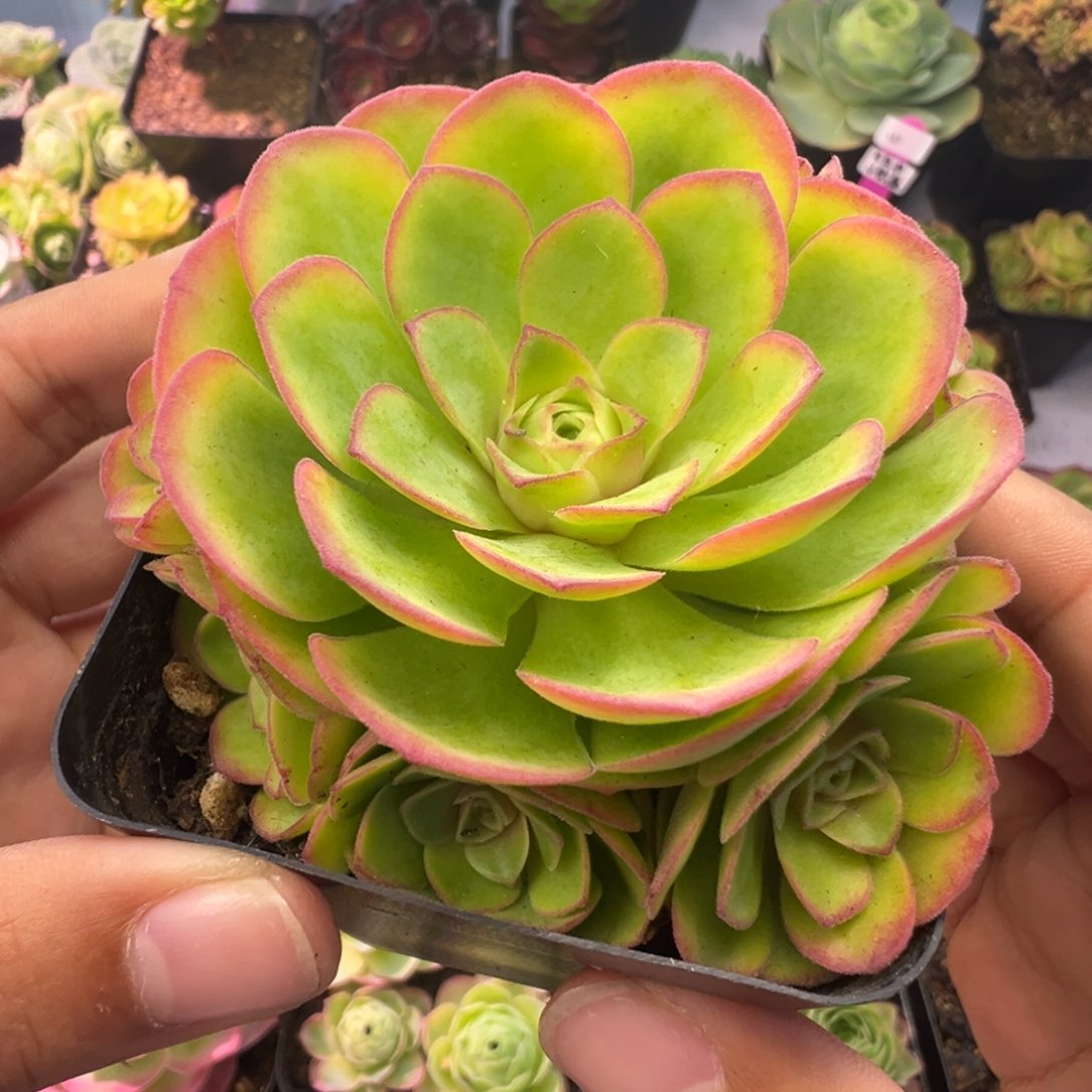 L32半城玫瑰四月天