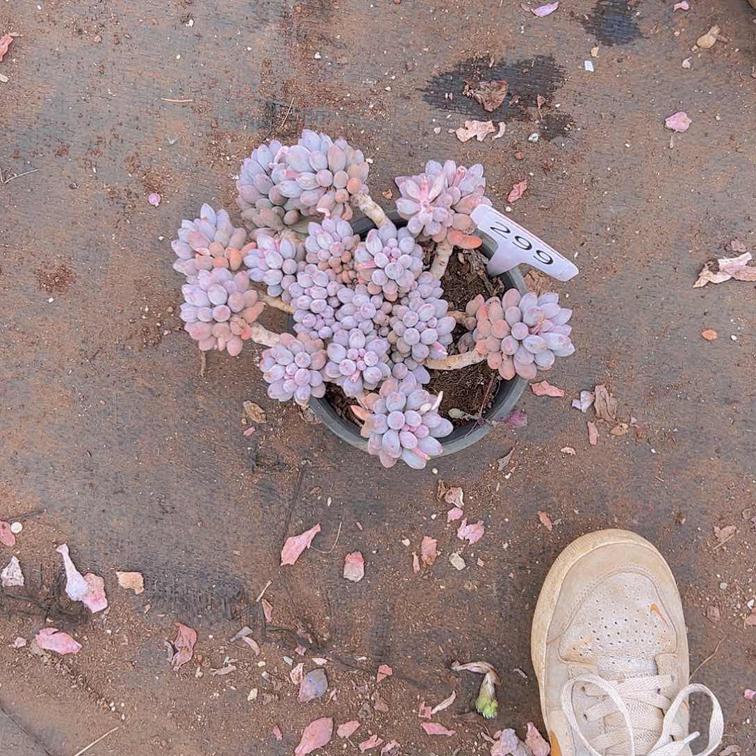 用****8299手指18不售后