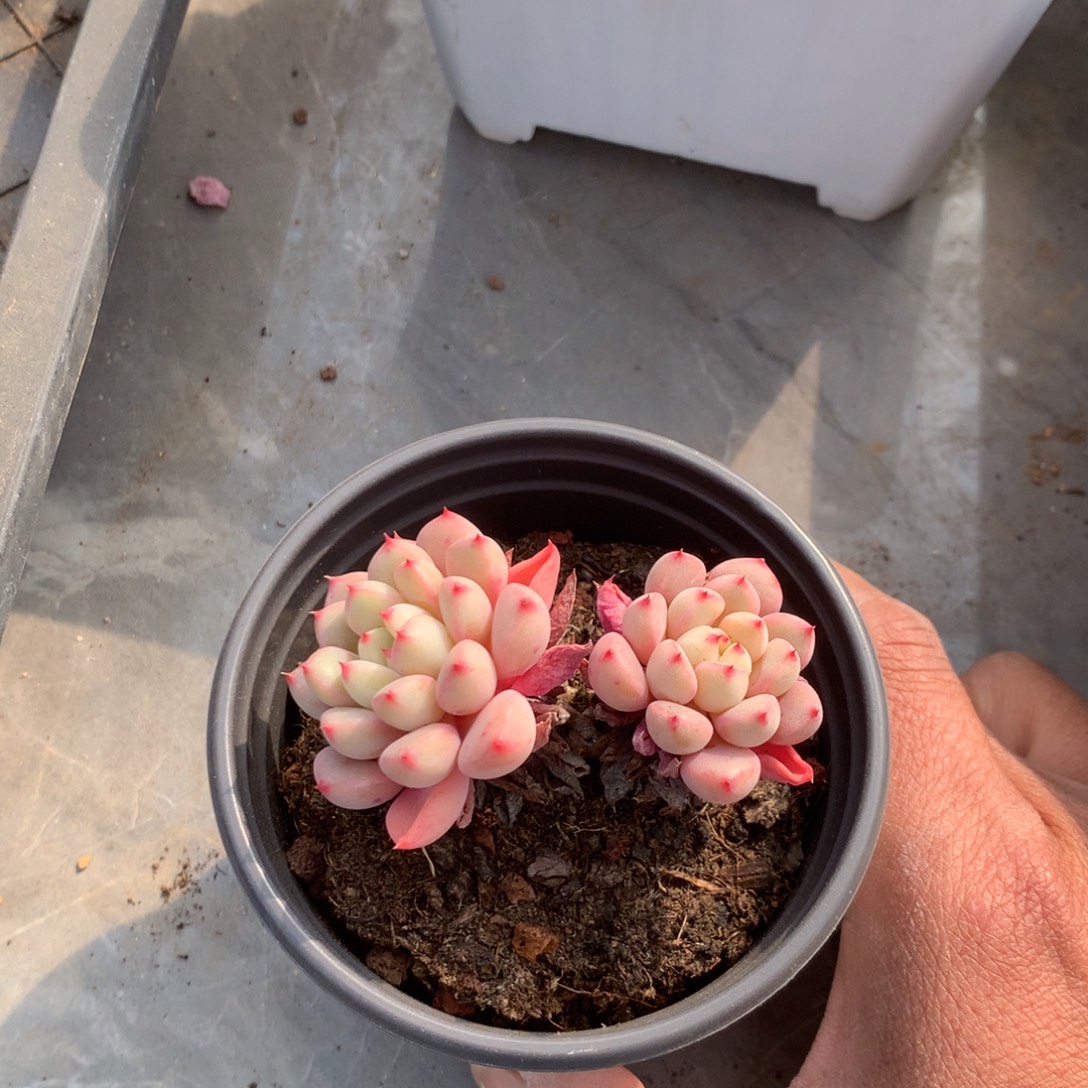 草***松那就是说他也不会在