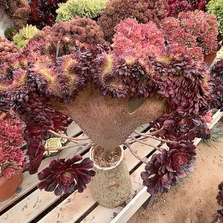 【闪购商品】红铜壶