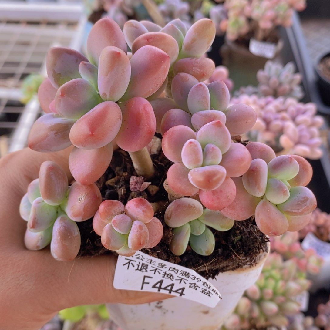 樱花洛神老桩8cm不包整444多肉