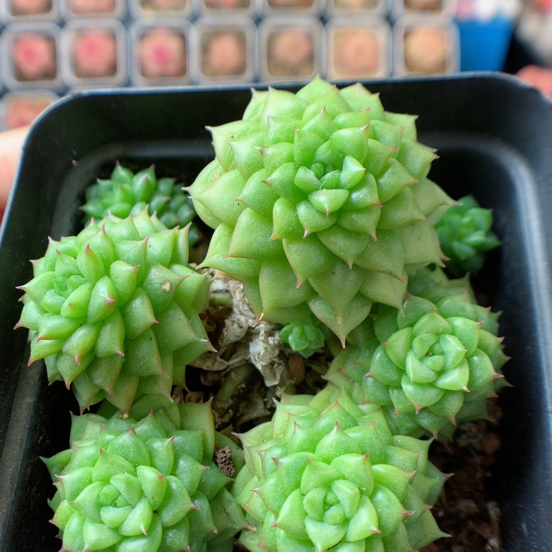 一物一拍精品多肉。绿水鬼 7