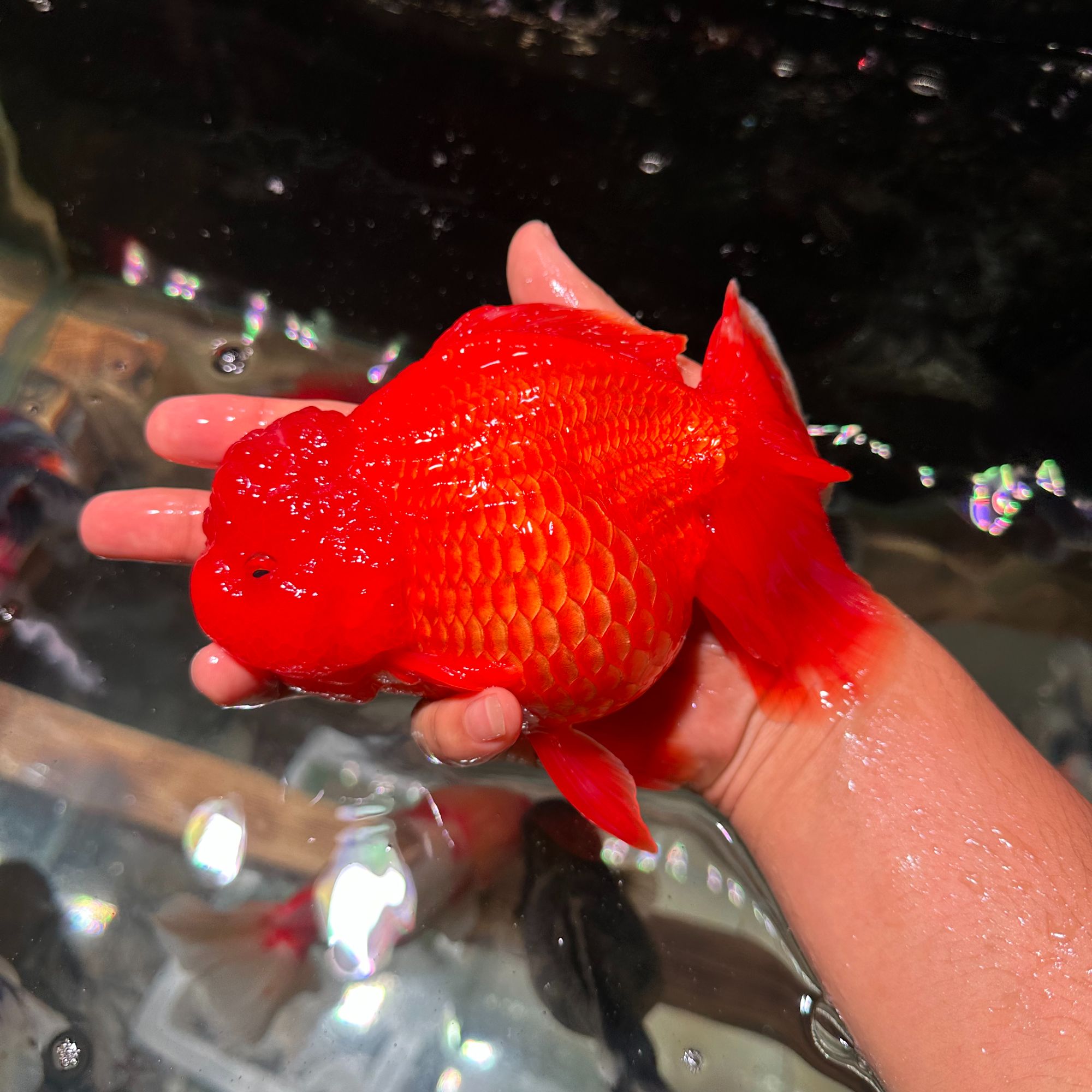 《活体》泰狮兰寿金鱼1条10-20cm （品相随机）冷水观赏鱼顺丰发货