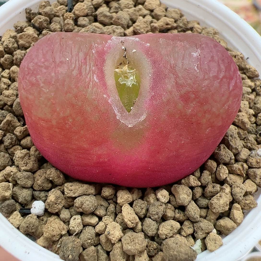 【闪购商品】195 带盆