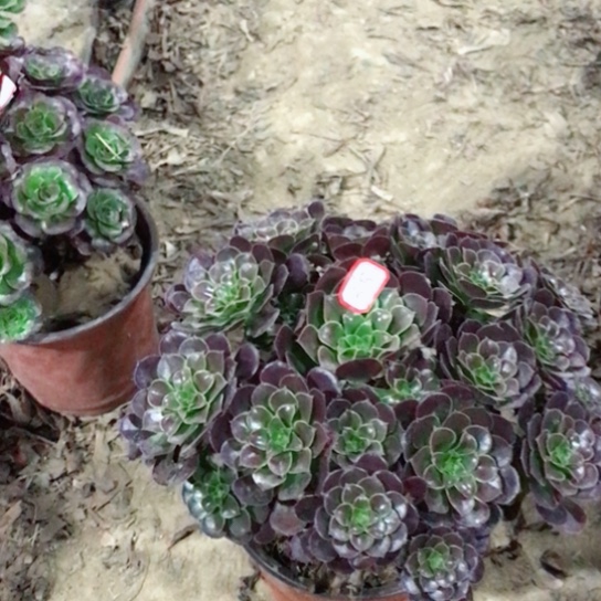 随***然荷兰玫瑰法师多肉植物35