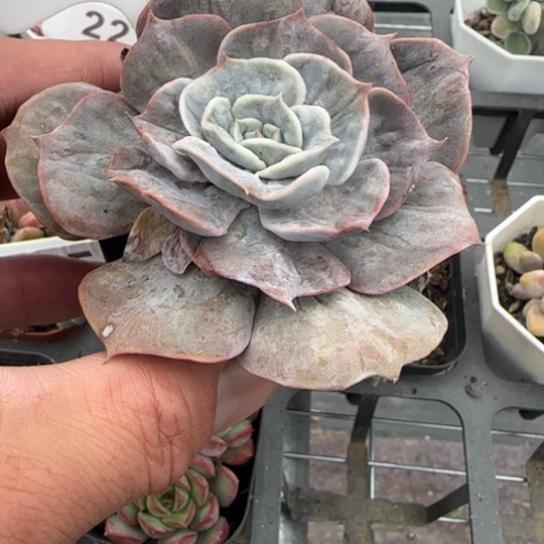 21漫威多肉植物多