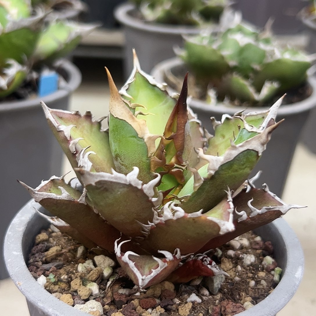 红猫一物一拍偏远不包邮不退不换