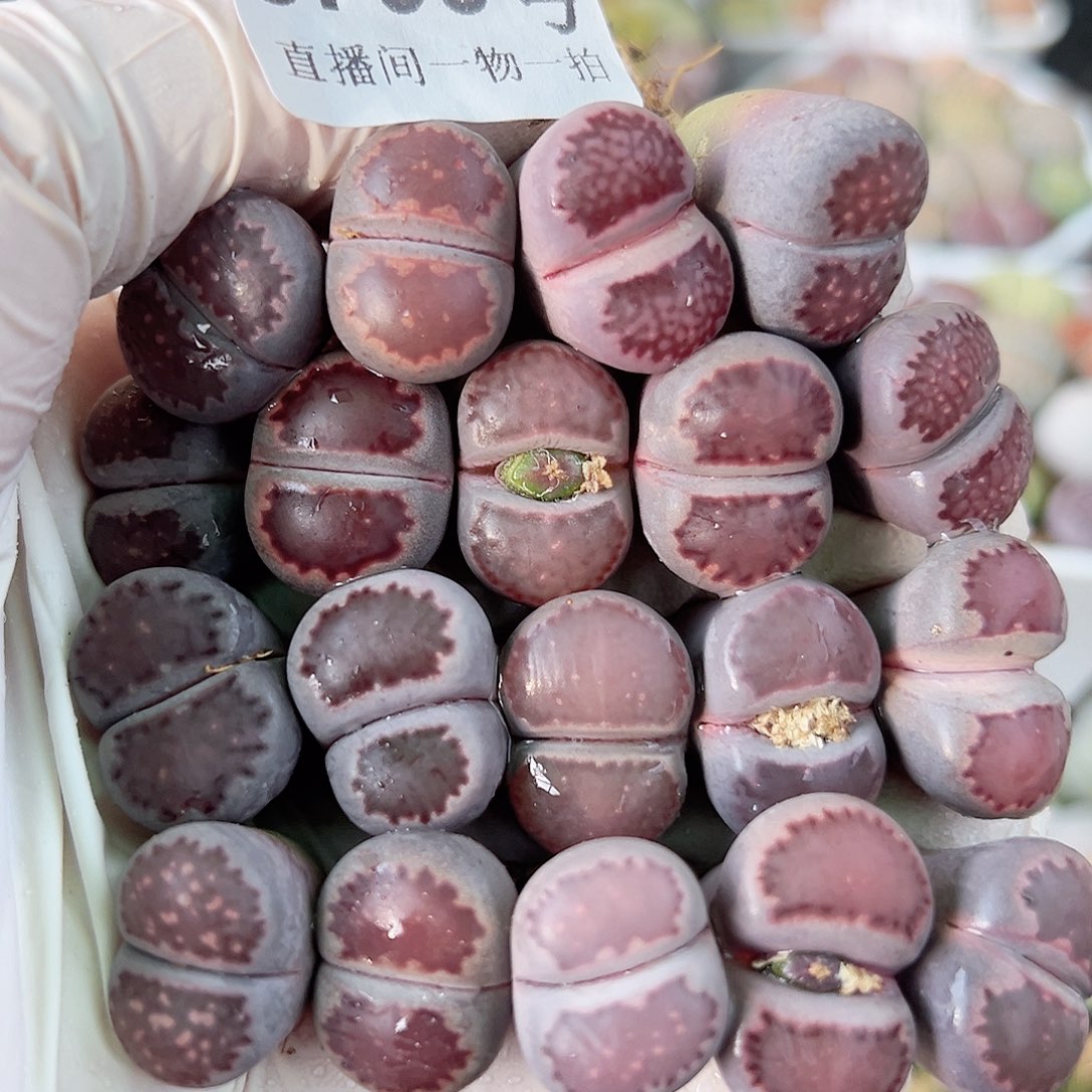 8795 好养易活生石花大母本19个