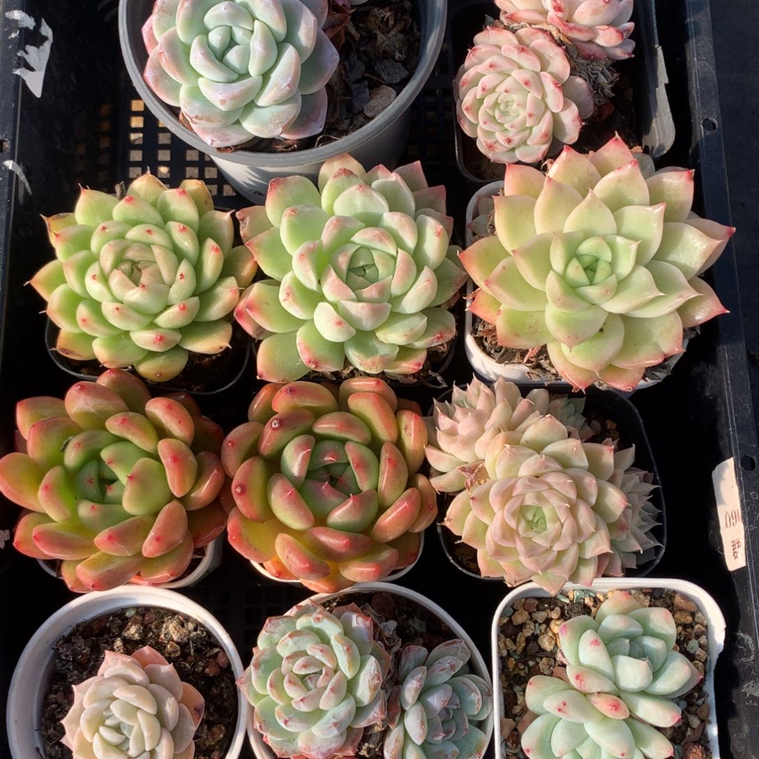 1202-44 套餐一组