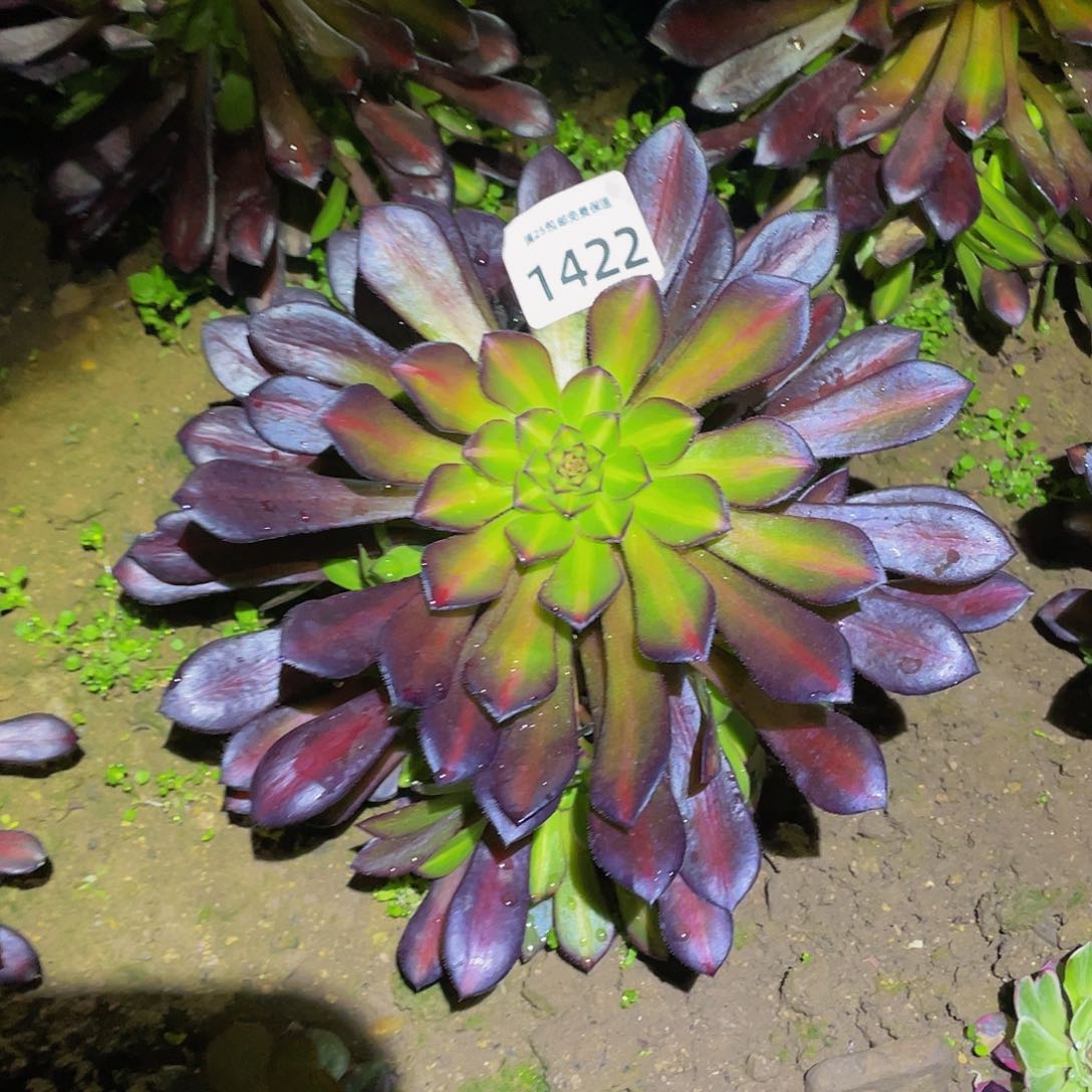 1422黑瞳中班多肉植物