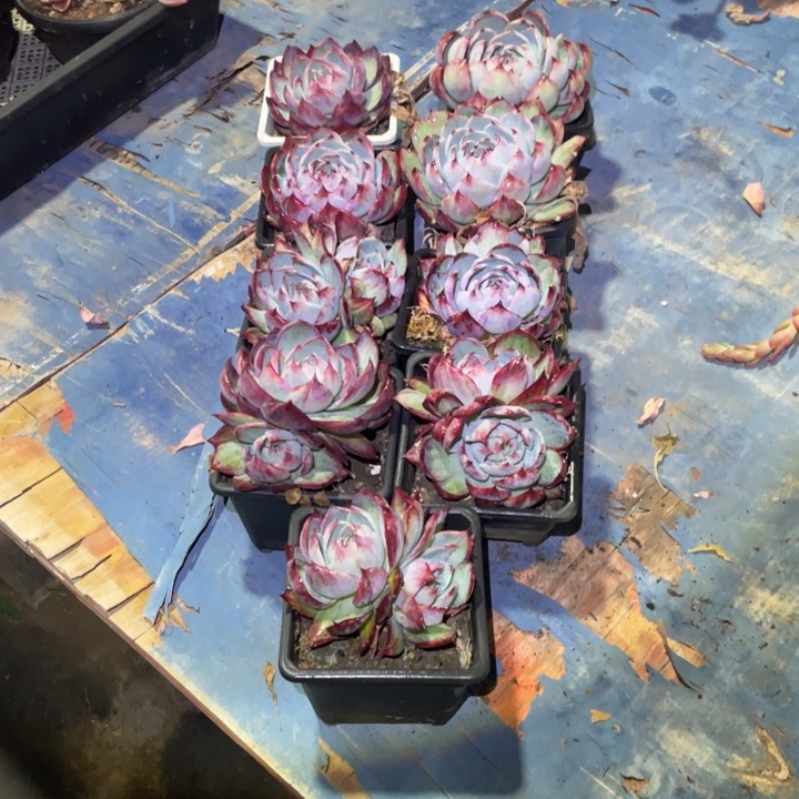 藍***桉惊鸿仙子一物一拍