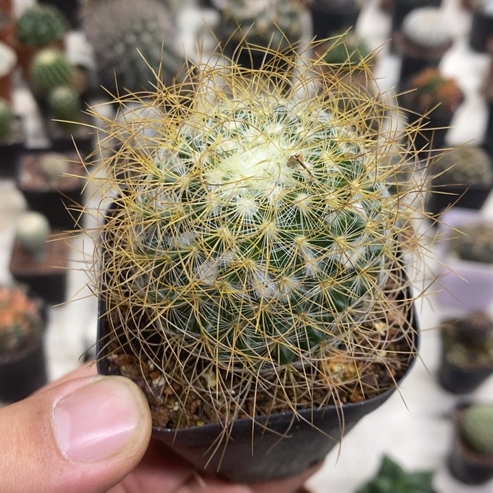 实生狂刺海泉特价