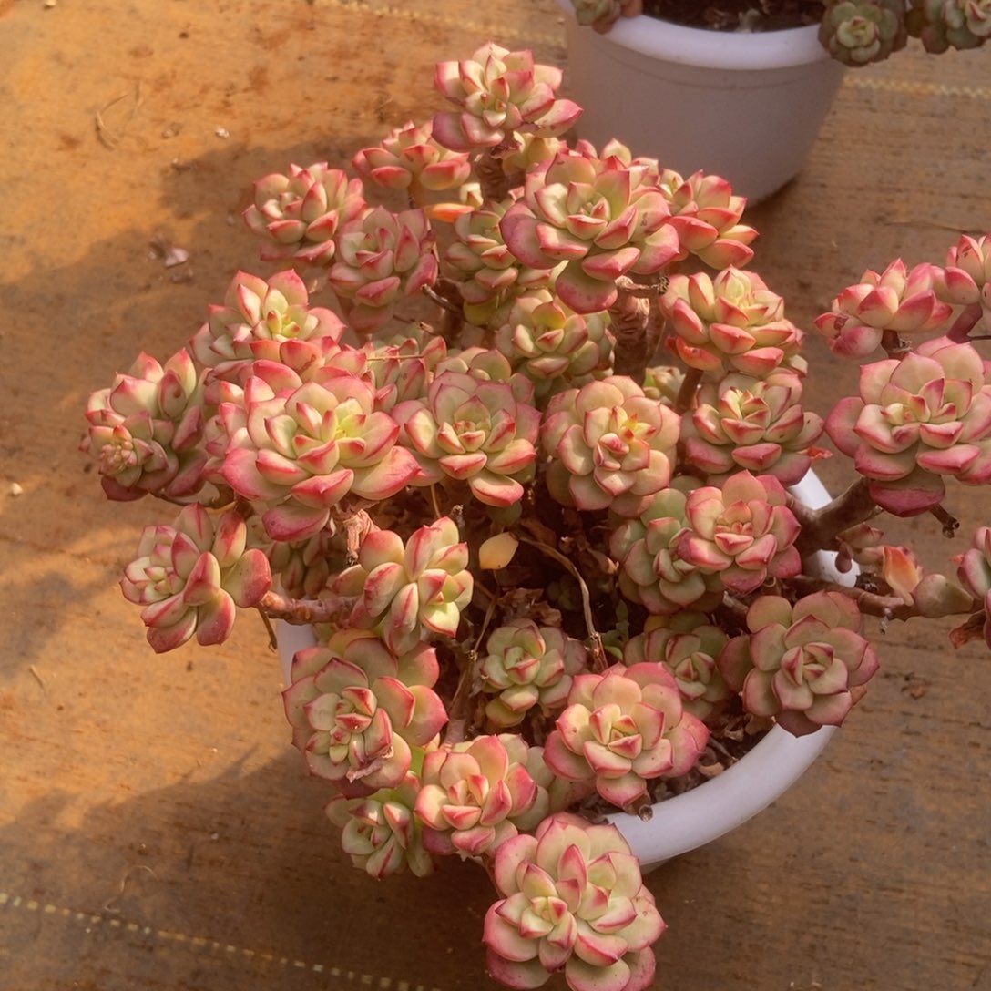 探戈多肉多肉多肉