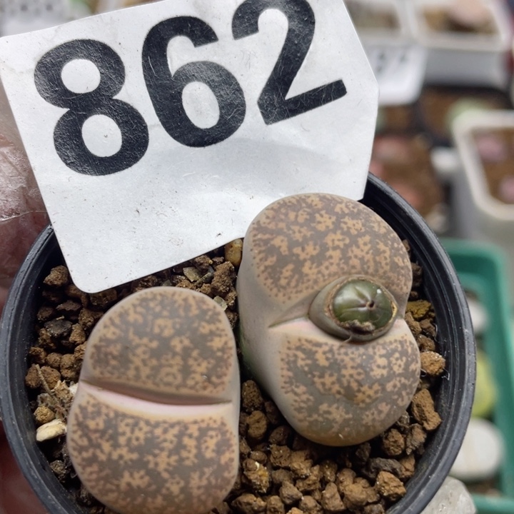 862紫勋母本带盆