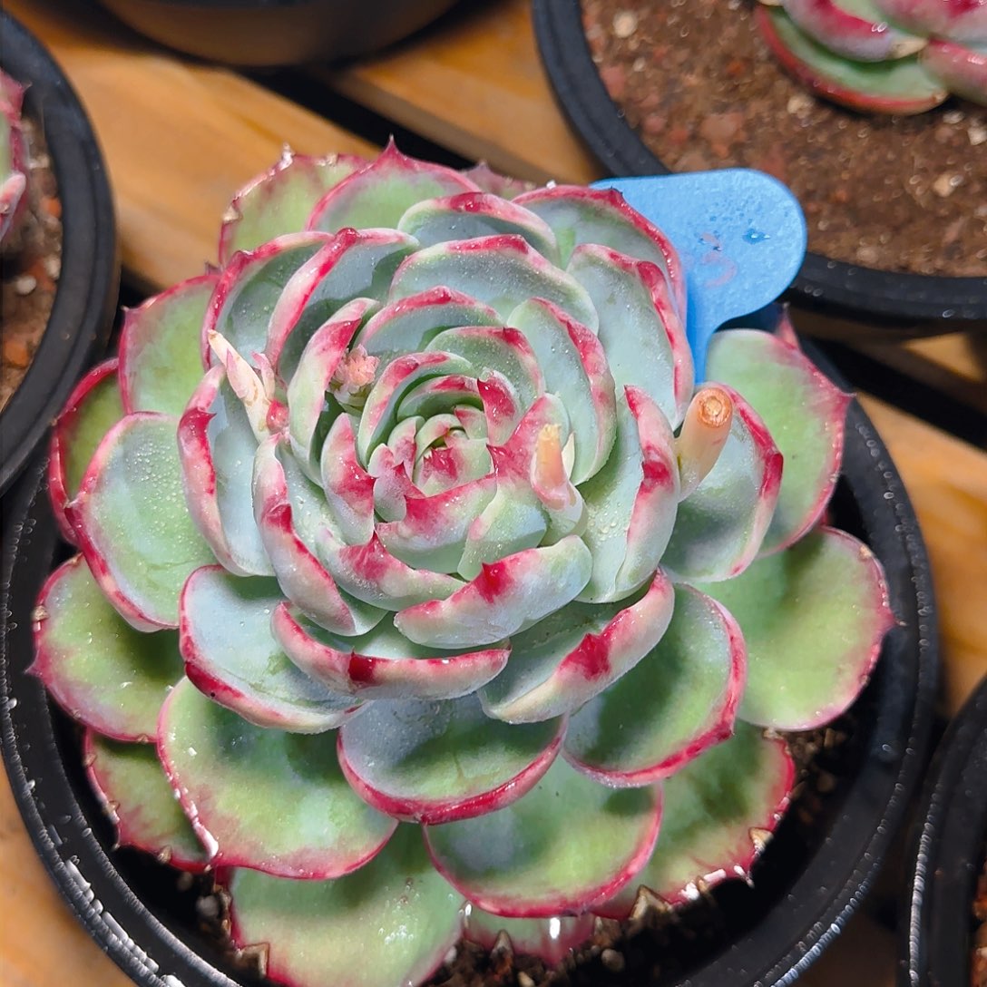 惊鸿仙子一物一拍603号