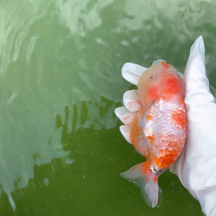 永***@金鱼特色粉甲兰寿