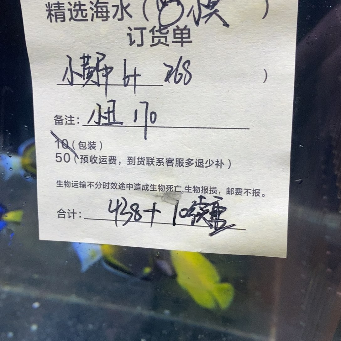 海水鱼小黄吊6号码50➕小丑8号➕小丑49号➕10续重