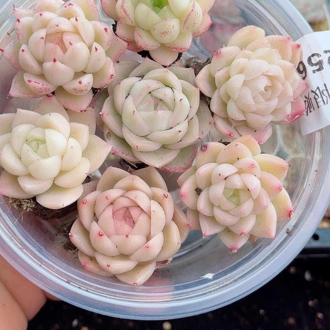 1-256 新疆西藏内蒙不发12.8包邮2-3公分多肉