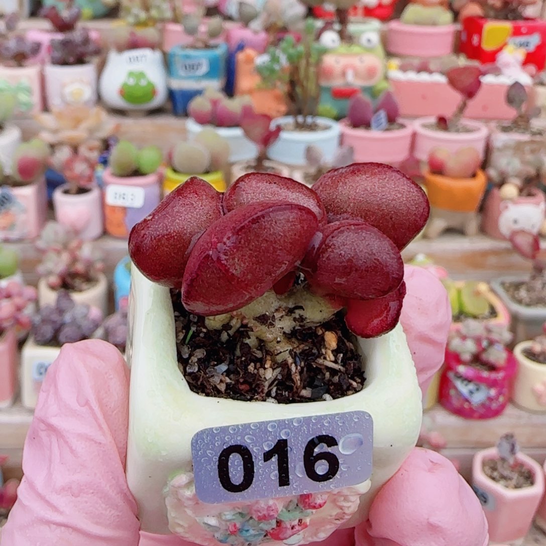 巧***_T肥肥红蛋盆口2.5cm