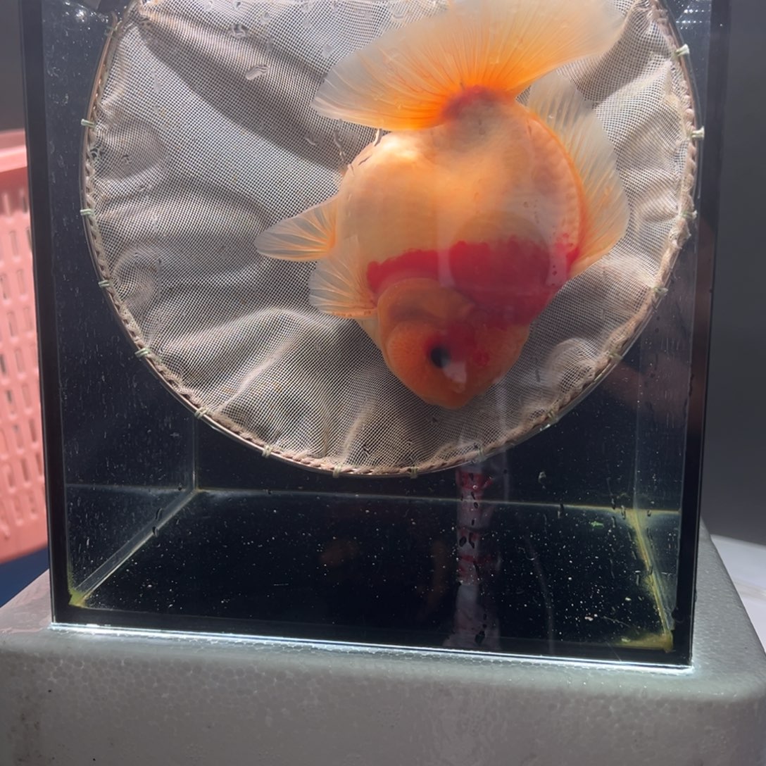 金鱼折尾039。  9999999999