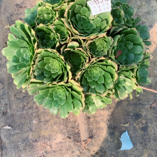 多肉植物禄羊绒512