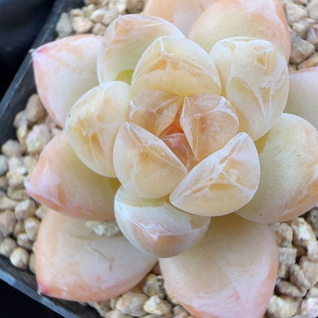 085   苏芳   5厘米盆