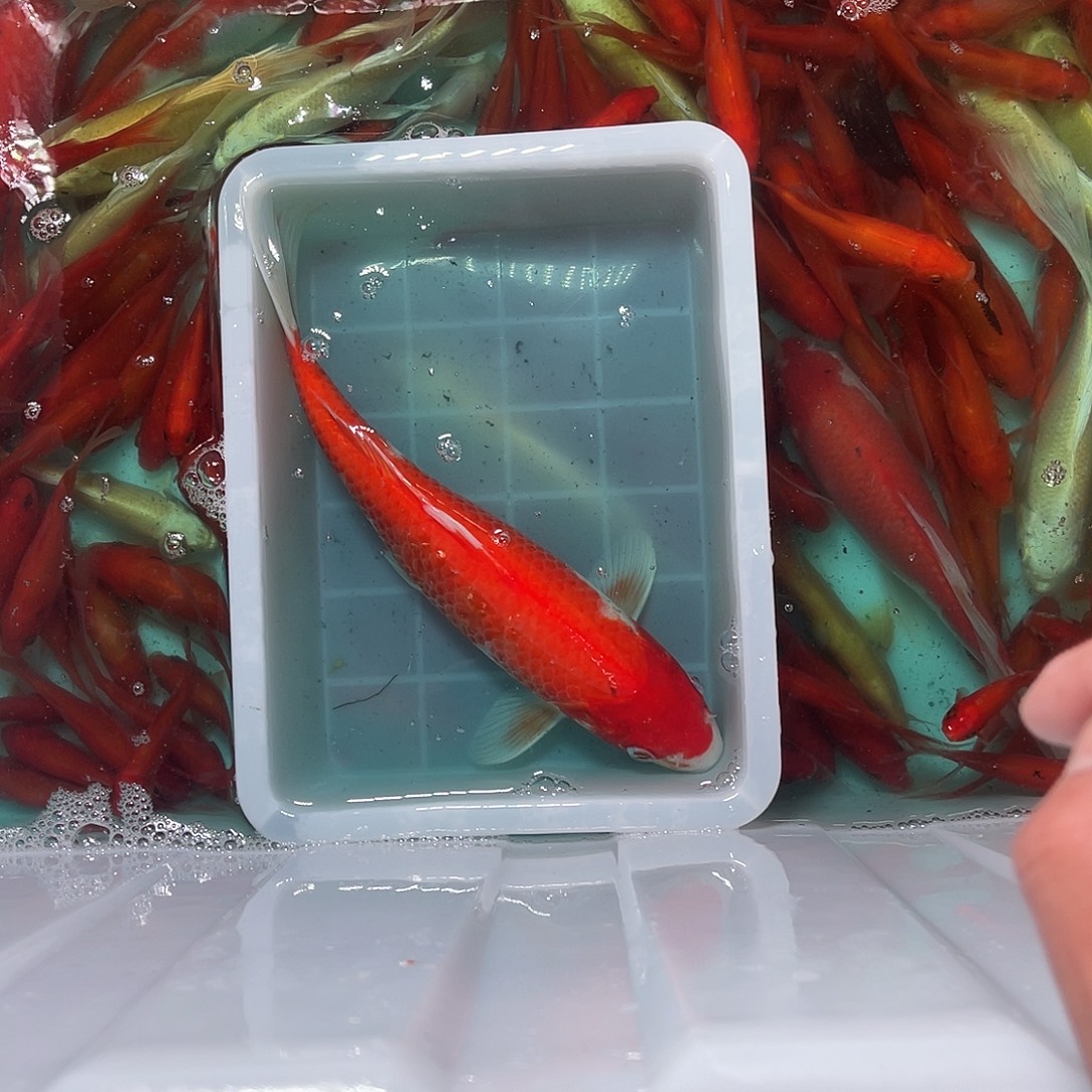 锦鲤包邮，包损，包包37