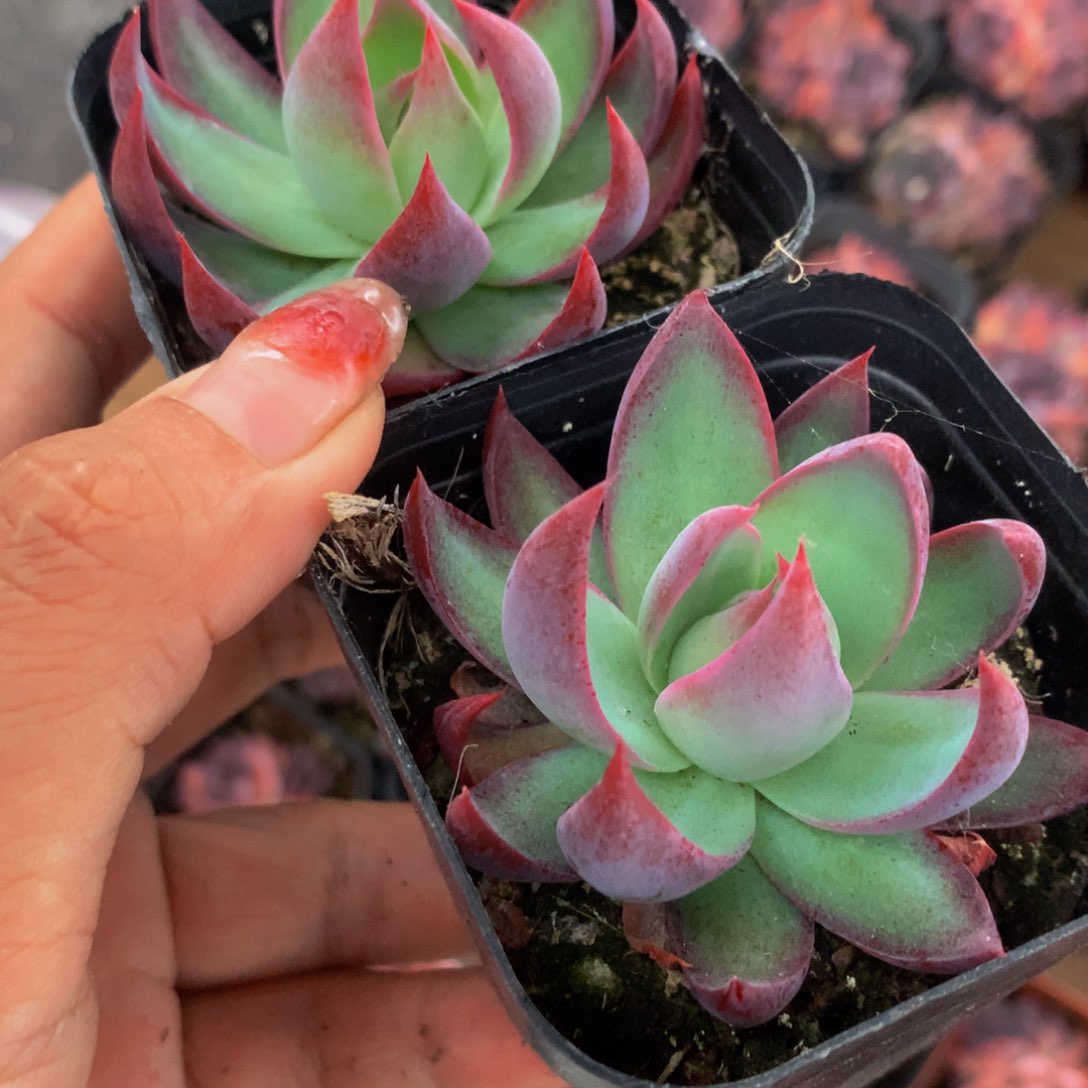 惊鸿仙子 内勾 （满9.99包邮不满9.99发叶子）