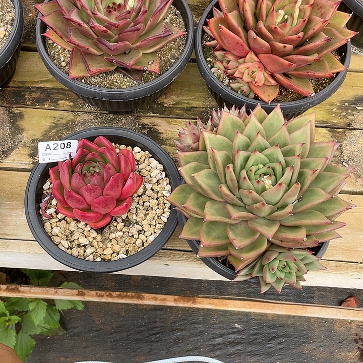 若如东云单拍A208