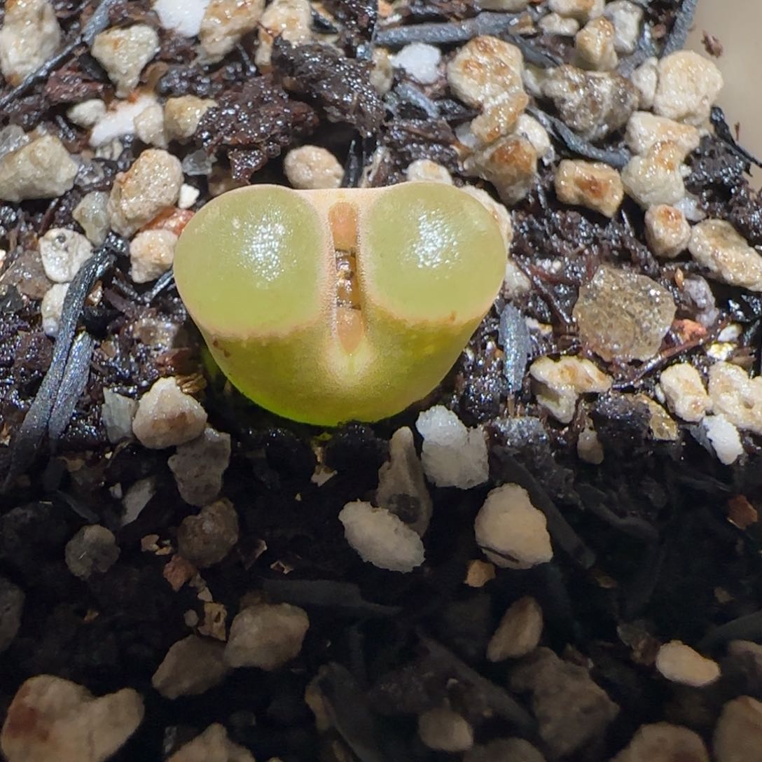 肉锥多肉植物百科-磁铁1091