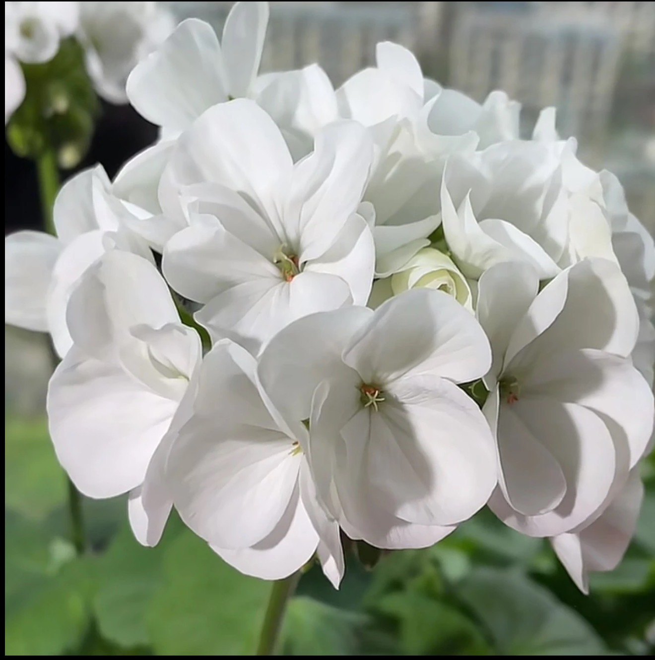 婚纱——直立纯白——中苗发货包对版