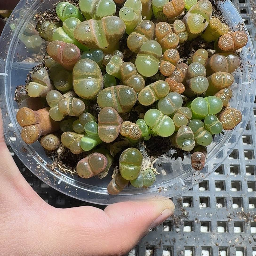 216 多肉植物多肉植物