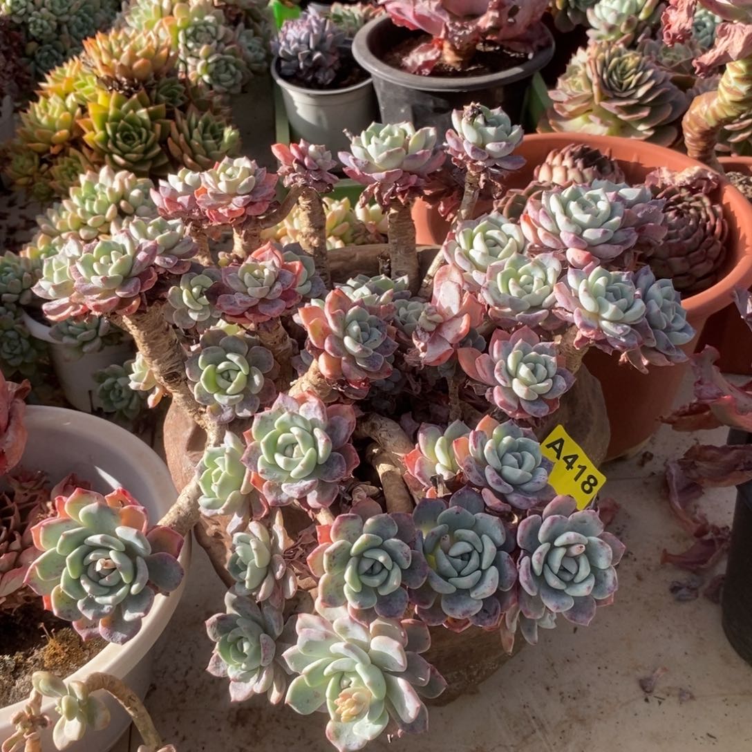 418千山雪一物一拍