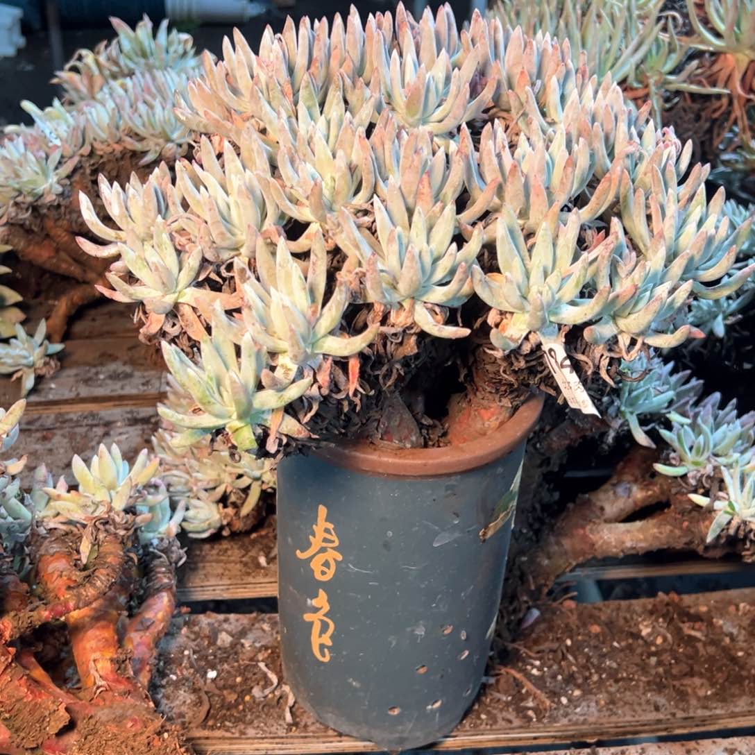 用****17847是哈哈哈哈哈哈哈