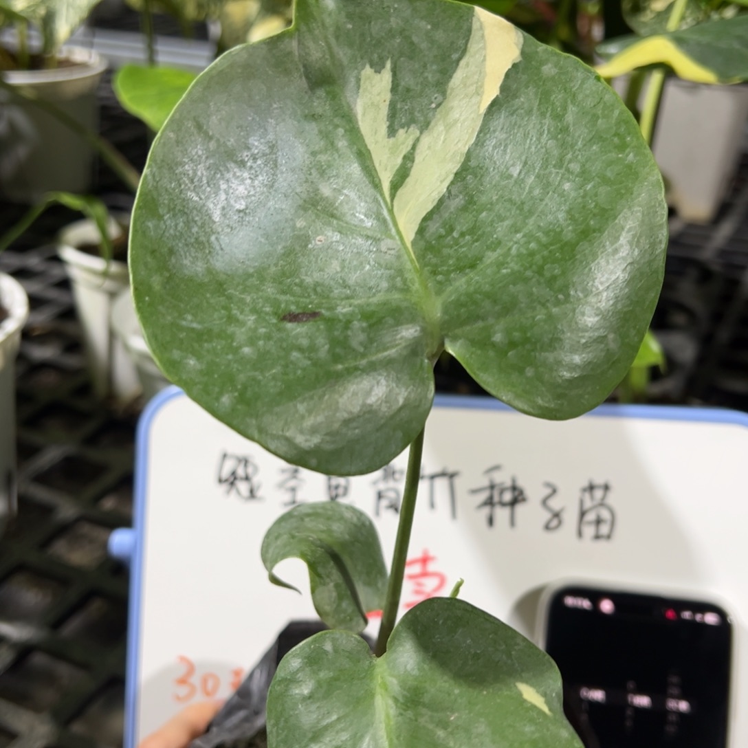 完全开放炸鸡专拍