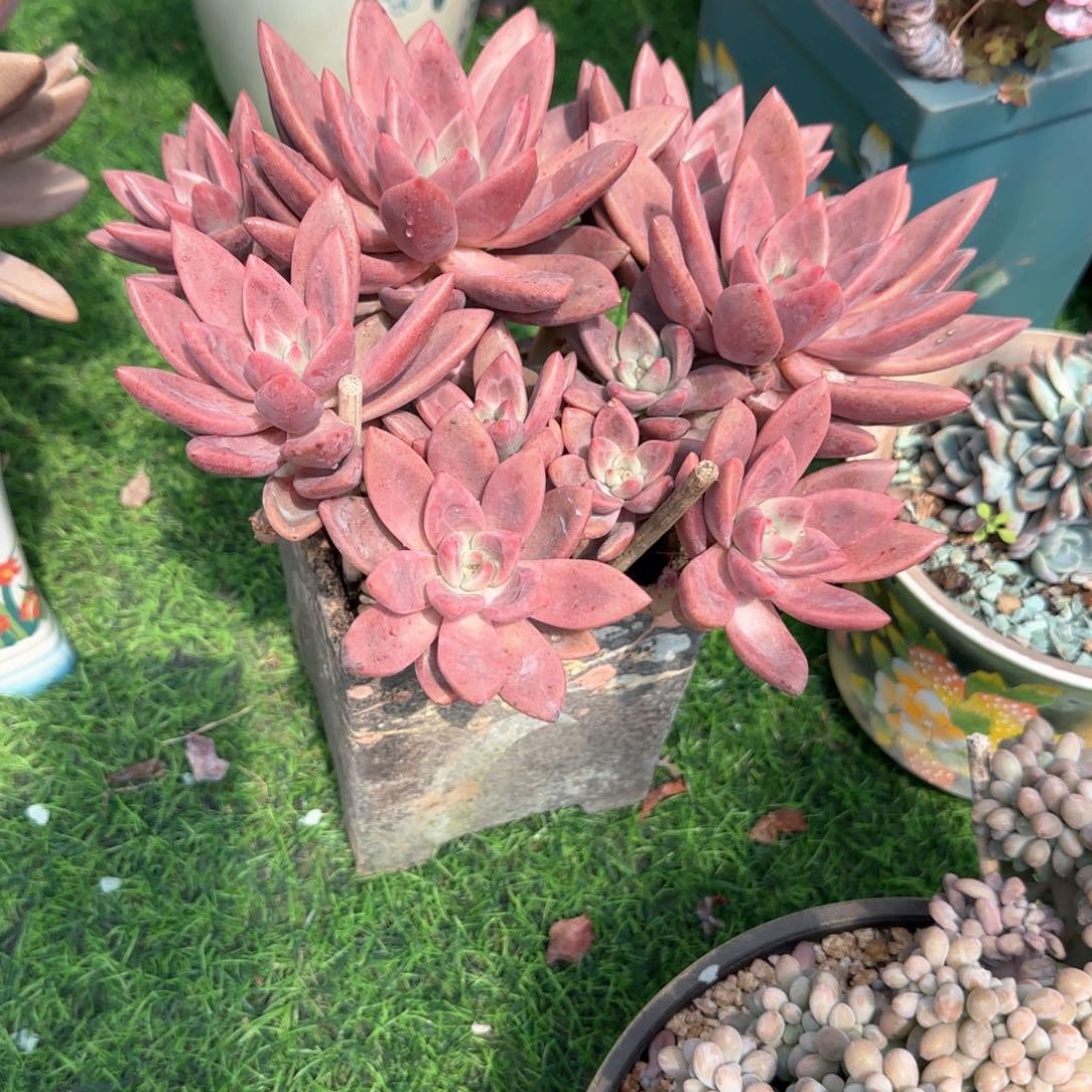 多肉植物多肉植物