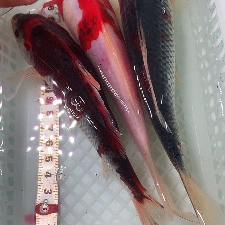 锦鲤冷水锦鲤包邮