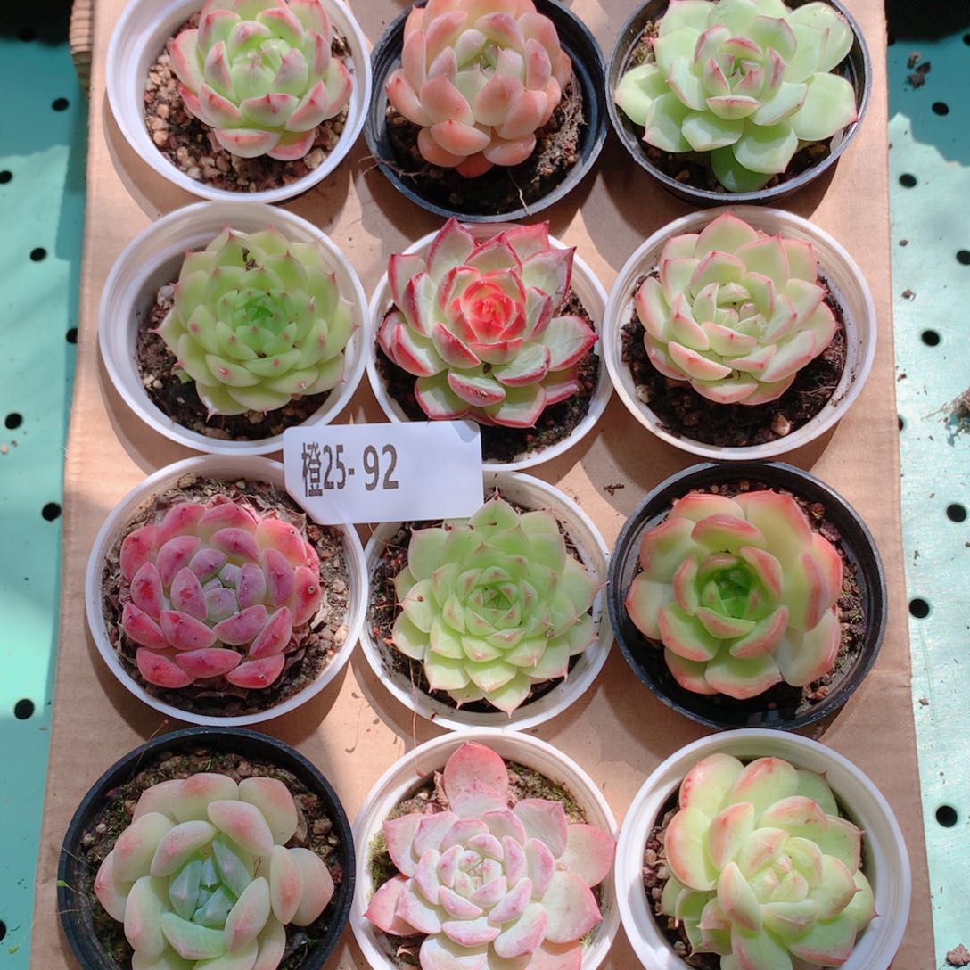 25-92一物一拍多肉带盆18颗