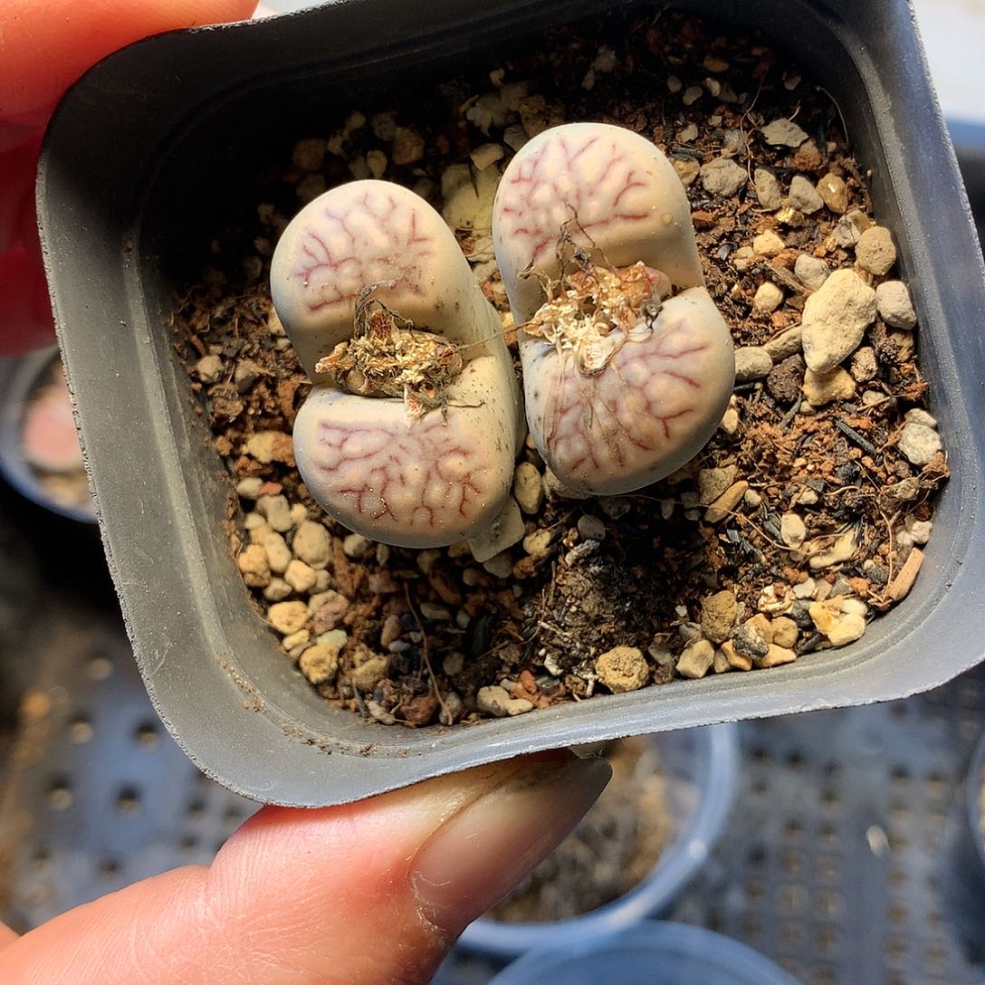 D351多肉植物保护