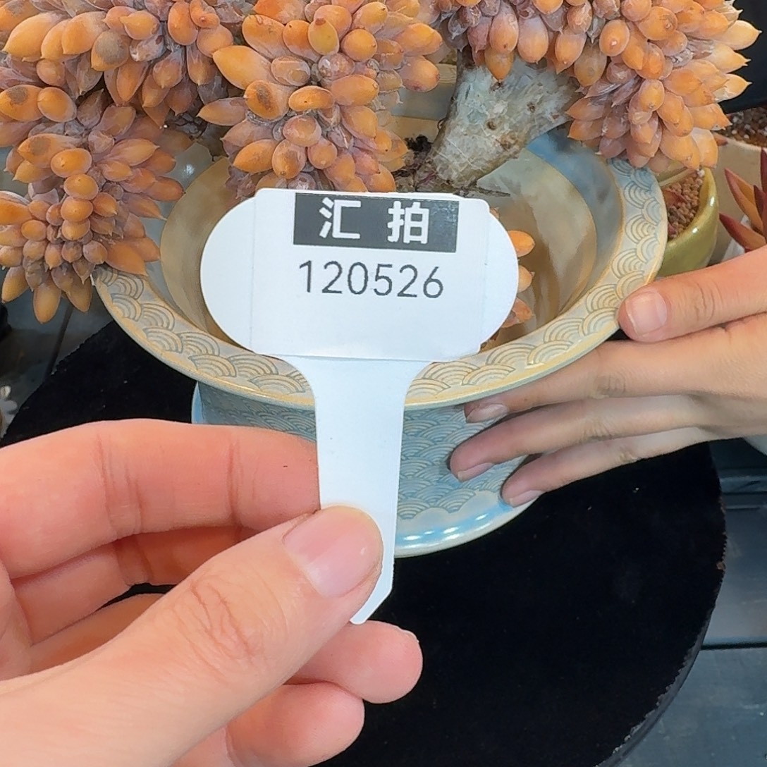 精品多肉植物120526