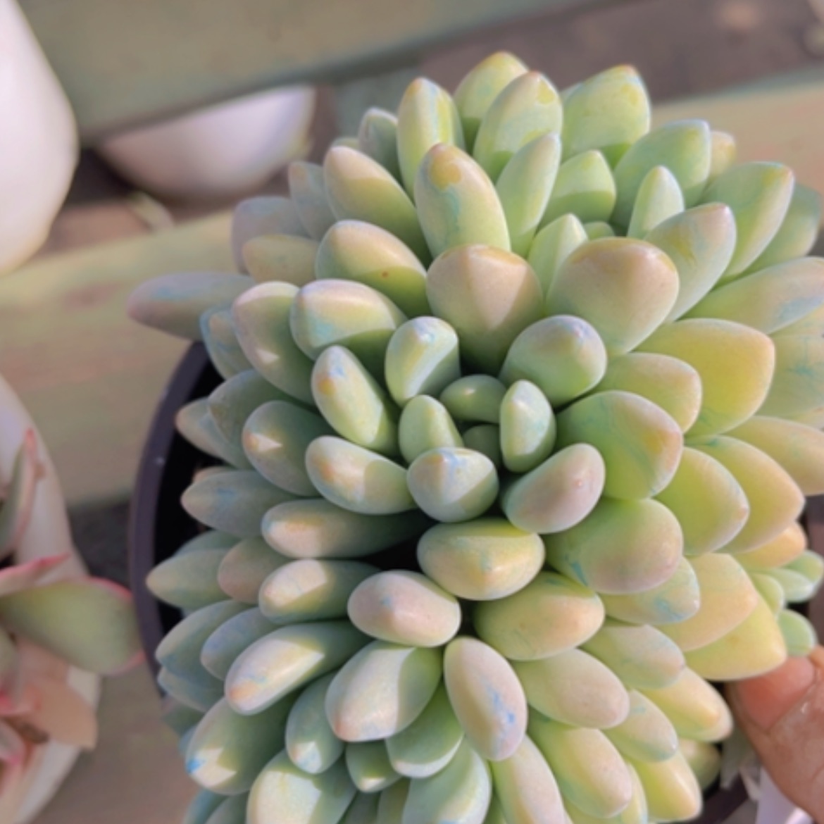 【闪购商品】木糖醇朵朵14219