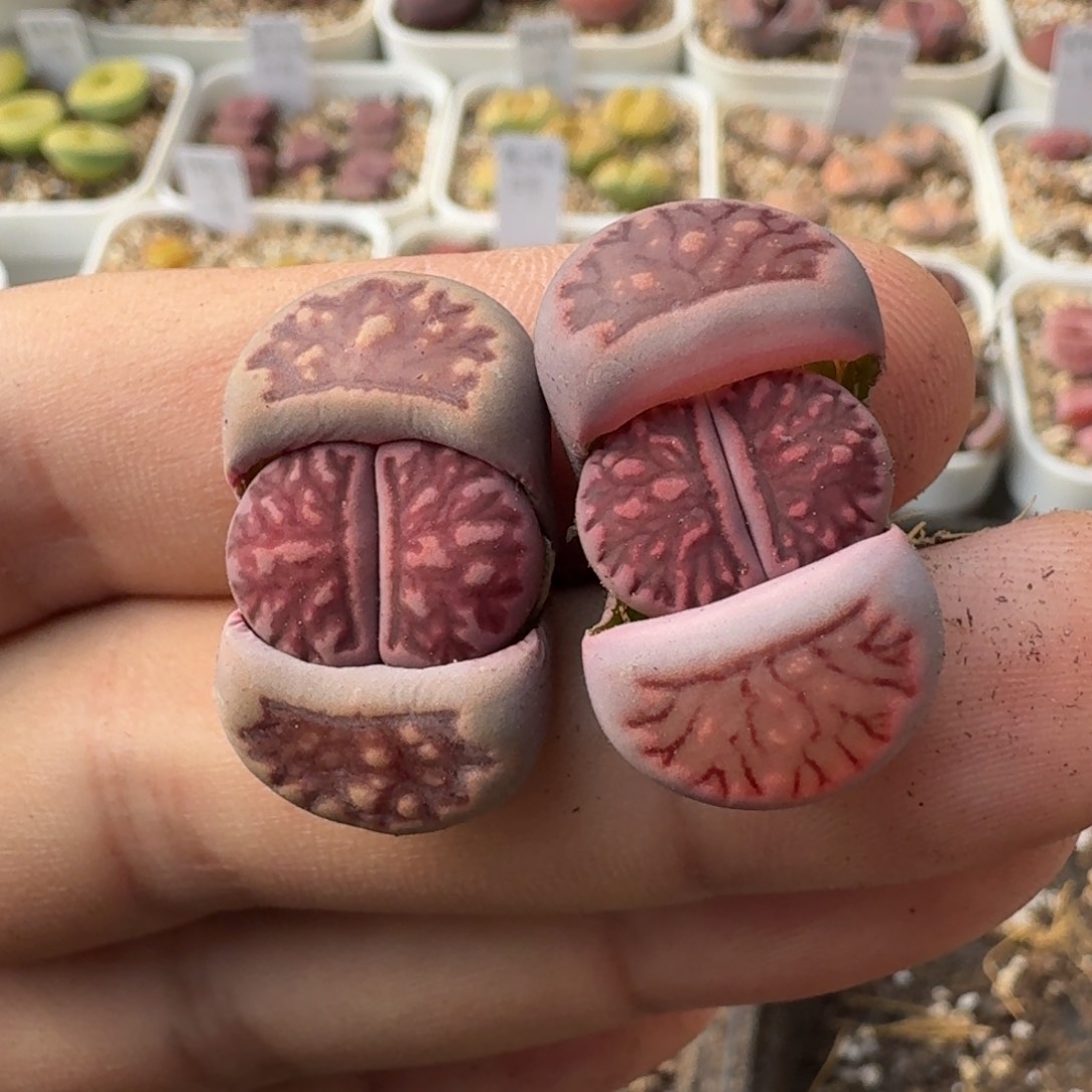 G519紫菊回交三年