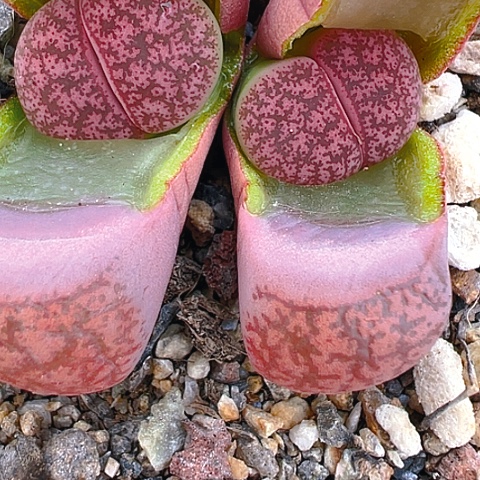 【闪购商品】20111