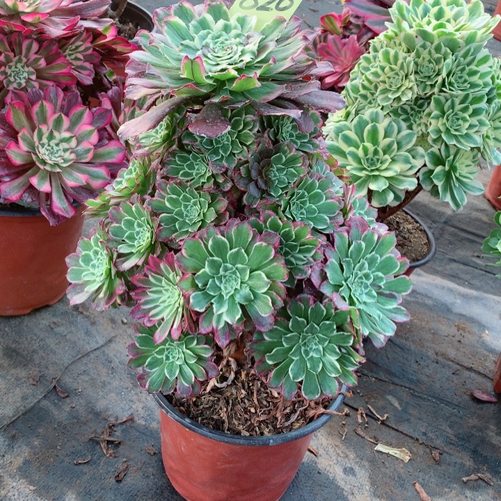 820绿体繁星多肉一物一拍～