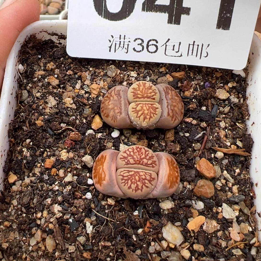 2.8好看的多肉041