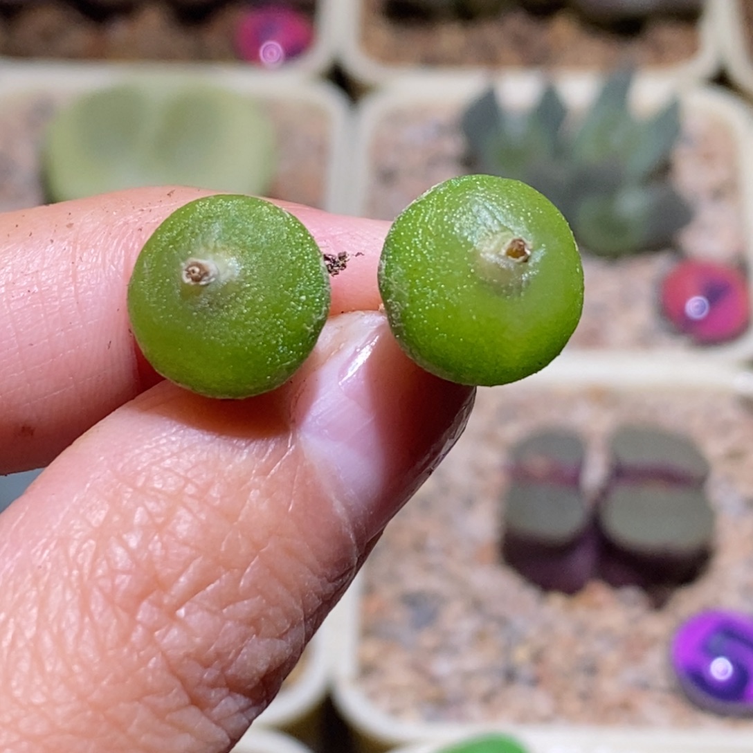 左***右146/开播福利146/开播福利