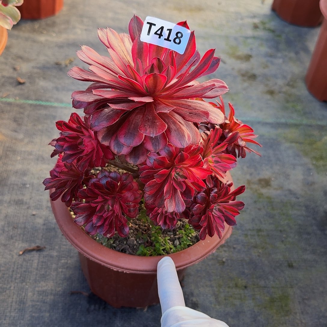 全部花朵心**然418黑铜白33冠服17.左右小颗的